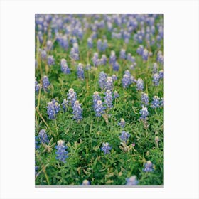 Texas Bluebonnet Field on Film Canvas Print