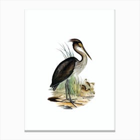 Vintage Great Billed Heron Bird Illustration on Pure White n.0393 Canvas Print