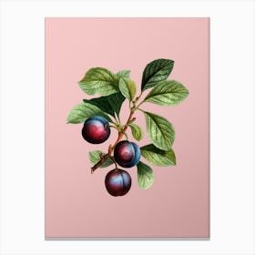 Vintage Cherry Plum Botanical on Soft Pink n.0449 Canvas Print