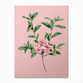 Vintage Azalea Botanical on Soft Pink Canvas Print