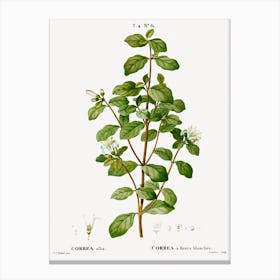 White Correa, Pierre Joseph Redoute Canvas Print