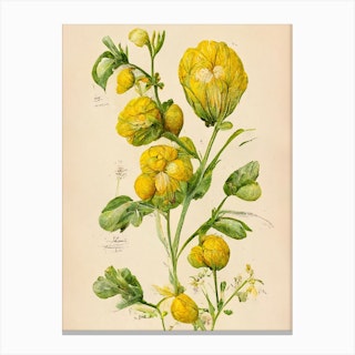 Yellow Flowers Botanical Farmhouse Canvas Print