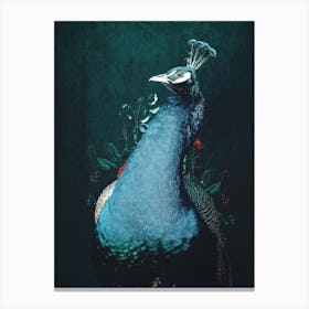 Peacock Vintage Canvas Print