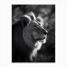 Lion in the Nature Canvas Print
