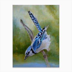 Aerialist Blue Jay Canvas Print