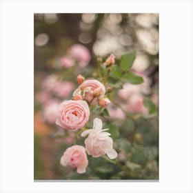 Soft pink roses - Flower photography Canvas Print