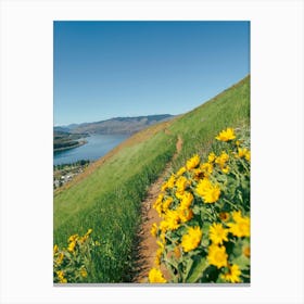 Yellow Wildflower Path Canvas Print