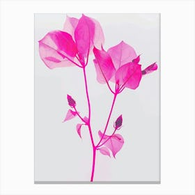 Hot Pink Bougainvillea 3 Canvas Print