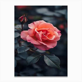 Pink Rose 18 Canvas Print