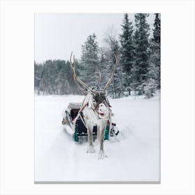 Snowy Reindeer Canvas Print