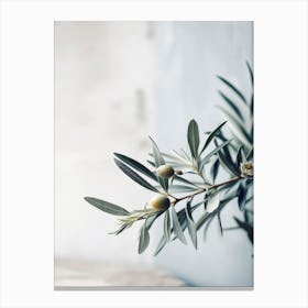 Olives Canvas Print