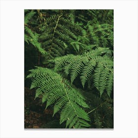 Ferns IV Canvas Print