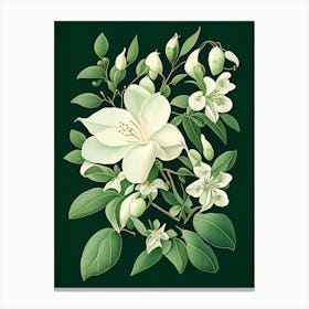 Jasmine Floral 2 Botanical Vintage Poster Flower Canvas Print