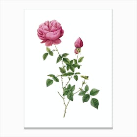 Vintage Pink Autumn China Rose Botanical Illustration on Pure White n.0523 Canvas Print