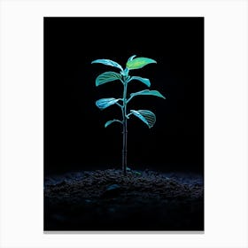 Young Plant In The Dark 7 Canvas Print