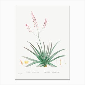 Aloe Rubescens, Pierre Joseph Redoute Canvas Print
