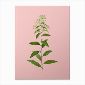 Vintage Green Cestrum Botanical on Soft Pink Canvas Print