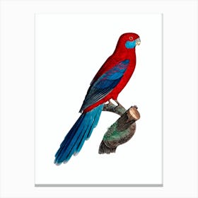 Vintage Crimson Rosella Parrot Bird Illustration on Pure White Canvas Print