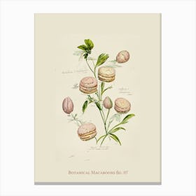 Vintage Botanical Macaroons 07 Canvas Print