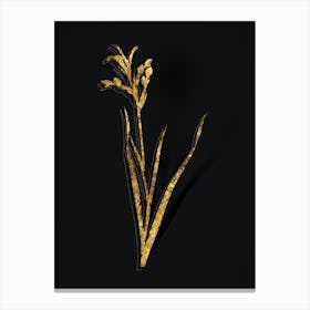 Vintage Gladiolus Cunonius Botanical in Gold on Black n.0477 Canvas Print