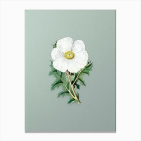 Vintage Mexican Poppy Flower Branch Botanical Art on Mint Green n.0616 Canvas Print