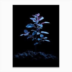 Plant In The Dark 41 Canvas Print