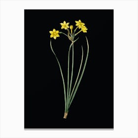 Vintage Rush Daffodil Botanical Illustration on Solid Black n.0118 Canvas Print