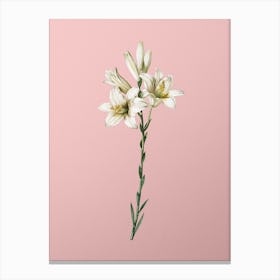 Vintage Madonna Lily Botanical on Soft Pink n.0489 Canvas Print