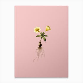 Vintage Cape Tulip b Botanical on Soft Pink Canvas Print