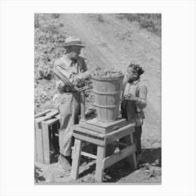 Weighing In A Hamper Of Peas, Labor Contractor S Pea Pickers Crew, Nampa, Idaho, By Russell Lee Canvas Print