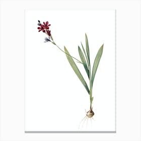 Vintage Gladiolus Mucronatus Botanical Illustration on Pure White n.0123 Canvas Print
