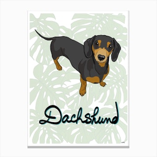 Dachshund Dog Canvas Print