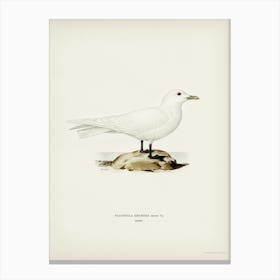 Ivory Gull, The Von Wright Brothers Canvas Print