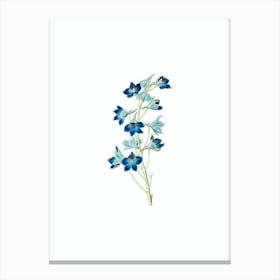 Vintage Shewy Delphinium Flower Botanical Illustration on Pure White n.0001 Canvas Print