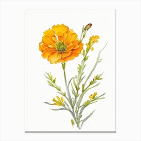 Desert Marigold Wildflower Watercolour 1 Canvas Print