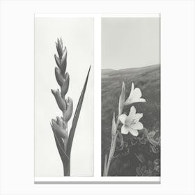 Gladiolus Flower Photo Collage 1 Canvas Print