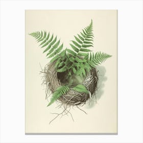Vintage Illustration Birds Nest Fern 1 Canvas Print