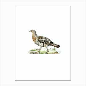 Vintage Western Capercaillie Bird Illustration on Pure White n.0111 Canvas Print