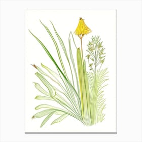 Lemongrass Spices And Herbs Pencil Illustration 1 Canvas Print