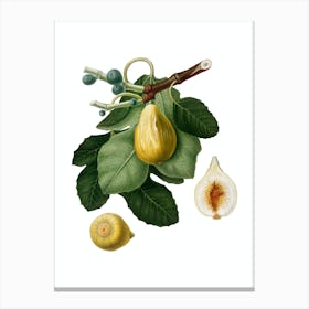 Vintage Common Fig Botanical Illustration on Pure White n.0306 Canvas Print