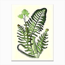 Tripinnatifid Spleenwort 1 Vintage Botanical Poster Canvas Print