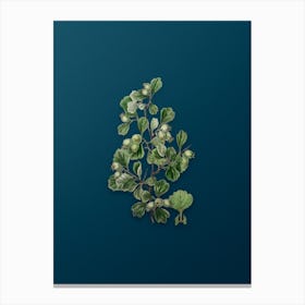 Vintage Spathula Leaved Thorn Flower Botanical Art on Teal Blue n.0477 Canvas Print