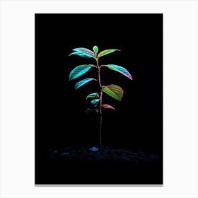 Tree Growing In The Dark 1 Canvas Print