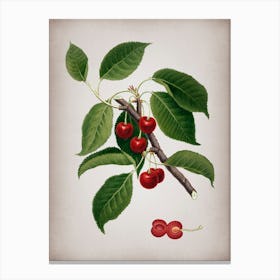 Vintage Sour Cherry Botanical on Parchment n.0477 Canvas Print