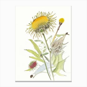Elecampane Spices And Herbs Pencil Illustration 1 Canvas Print