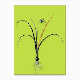 Vintage Brimeura Black and White Gold Leaf Floral Art on Chartreuse n.0323 Canvas Print
