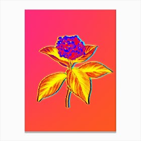 Neon French Hydrangea Botanical in Hot Pink and Electric Blue n.0404 Canvas Print