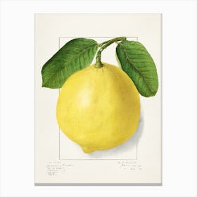 Lemon Canvas Print