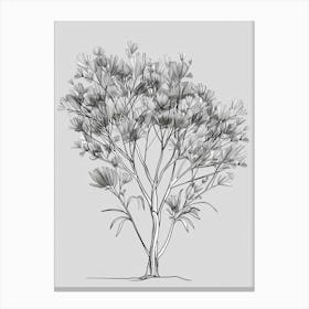 Eucalyptus Tree Minimalistic Drawing 2 Canvas Print