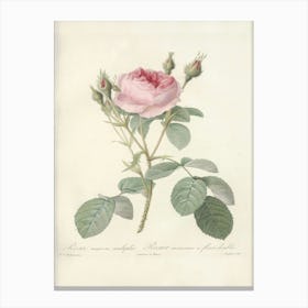 Rose Illustration, Pierre Joseph Redoute (25) Canvas Print